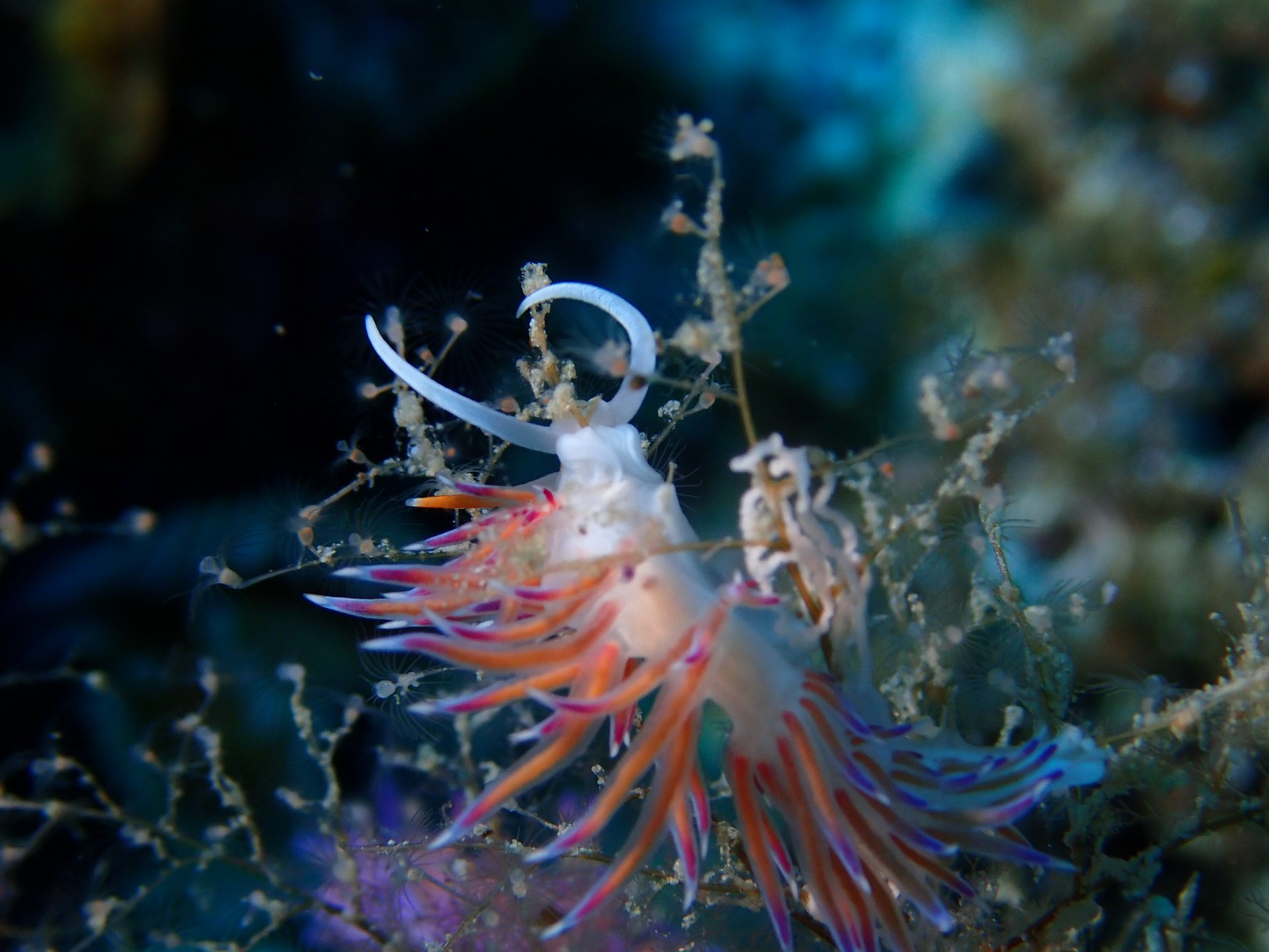 Pachia reef photo 7