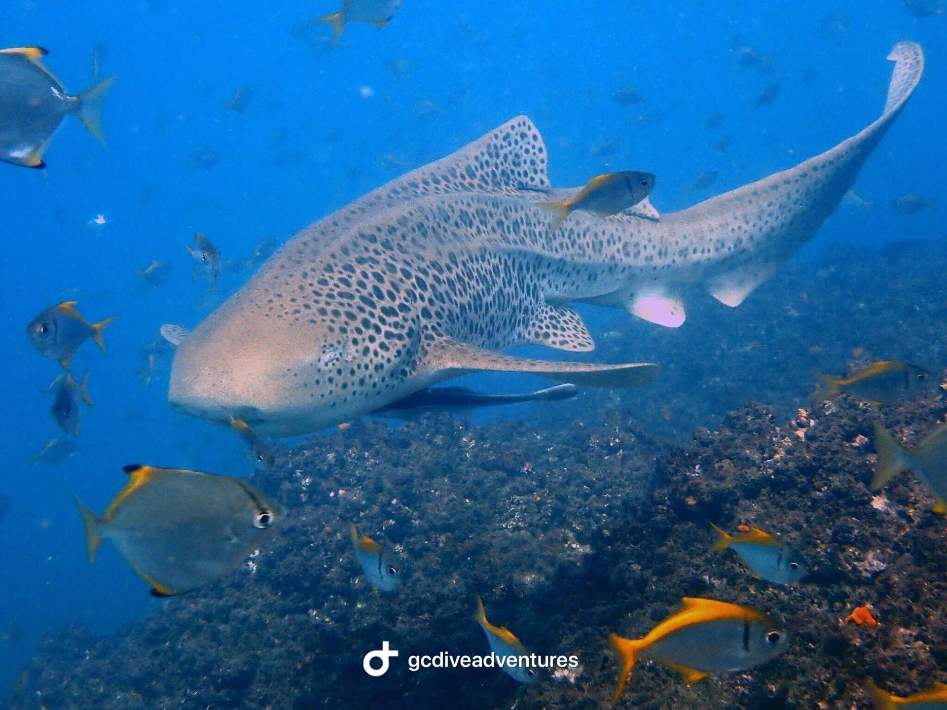 Palm Beach Reef photo 7