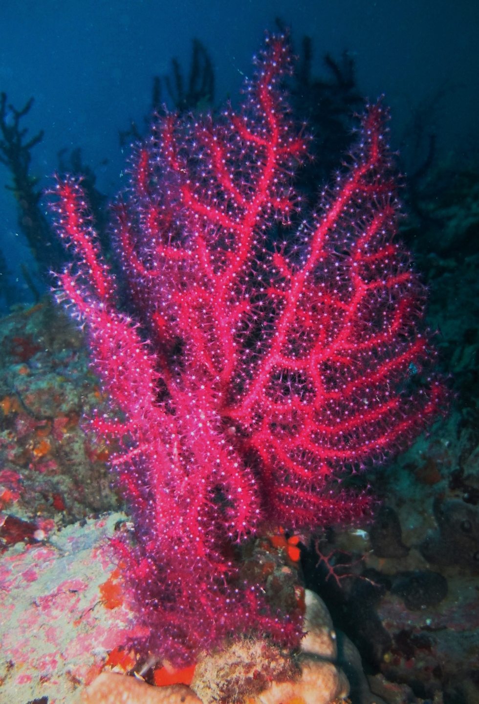 Gorgonie photo 4