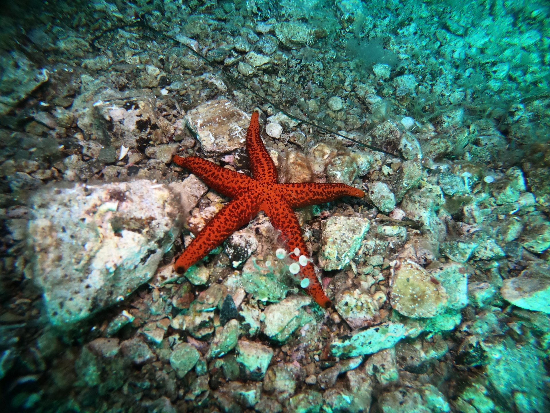 Taxiarxis reef photo 10