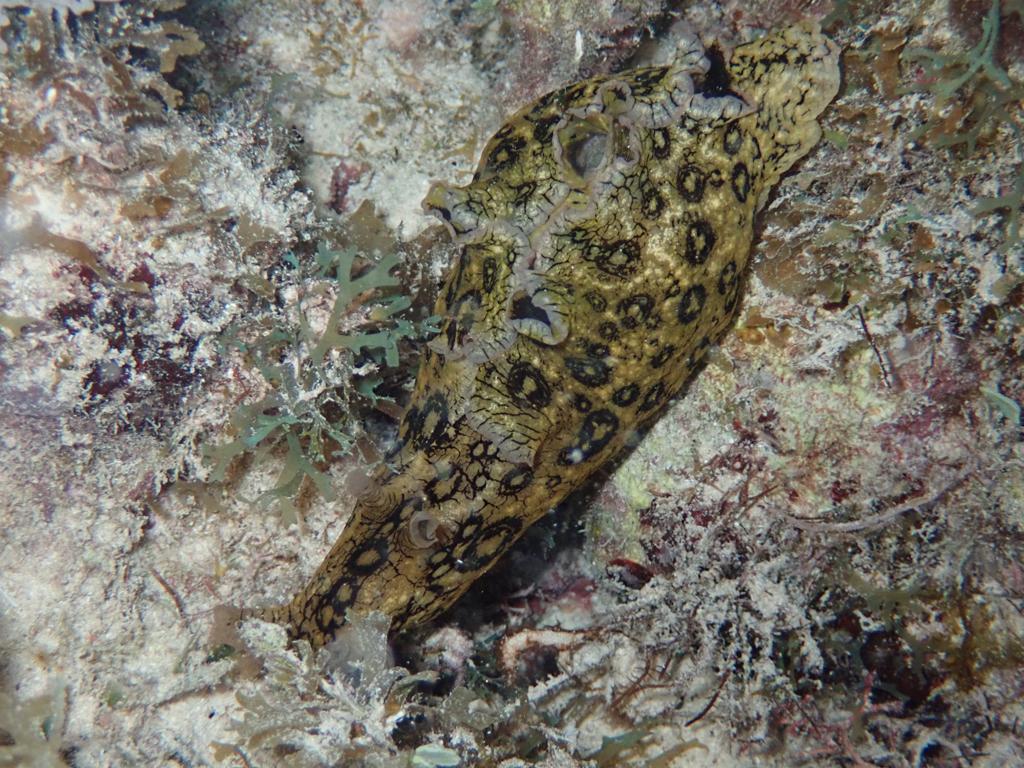 South Channel photo 4