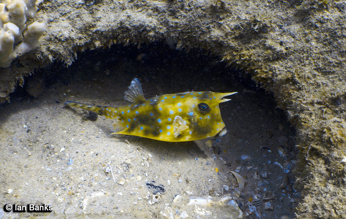 The Scottish Prince Shipwreck photo 7