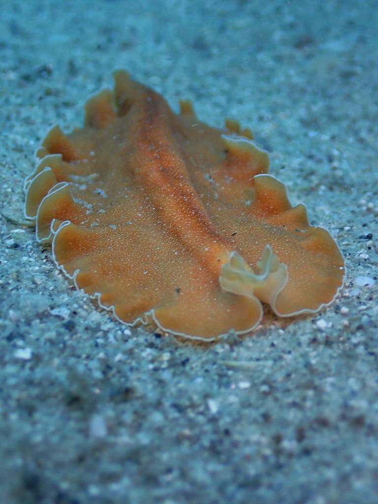Cala Corsi photo 5
