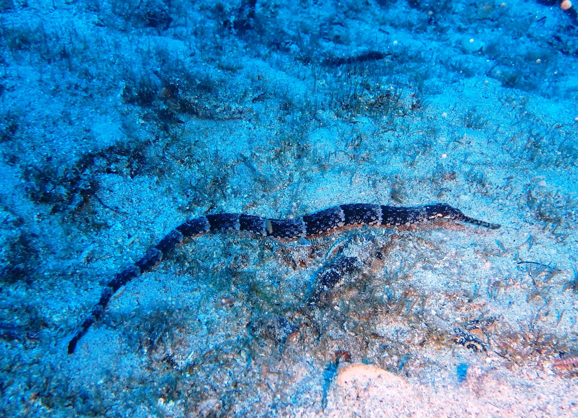 Marine Park photo 6