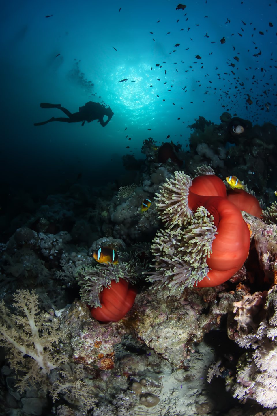 Anemone City - Ras Mohammed