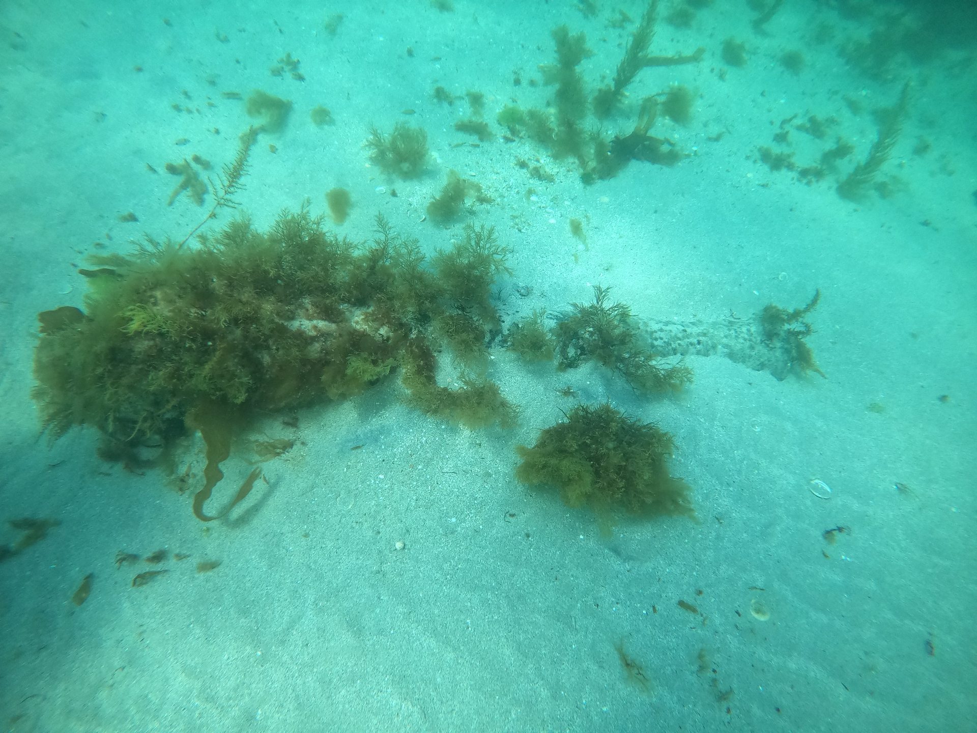 La Bayonnaise photo 3
