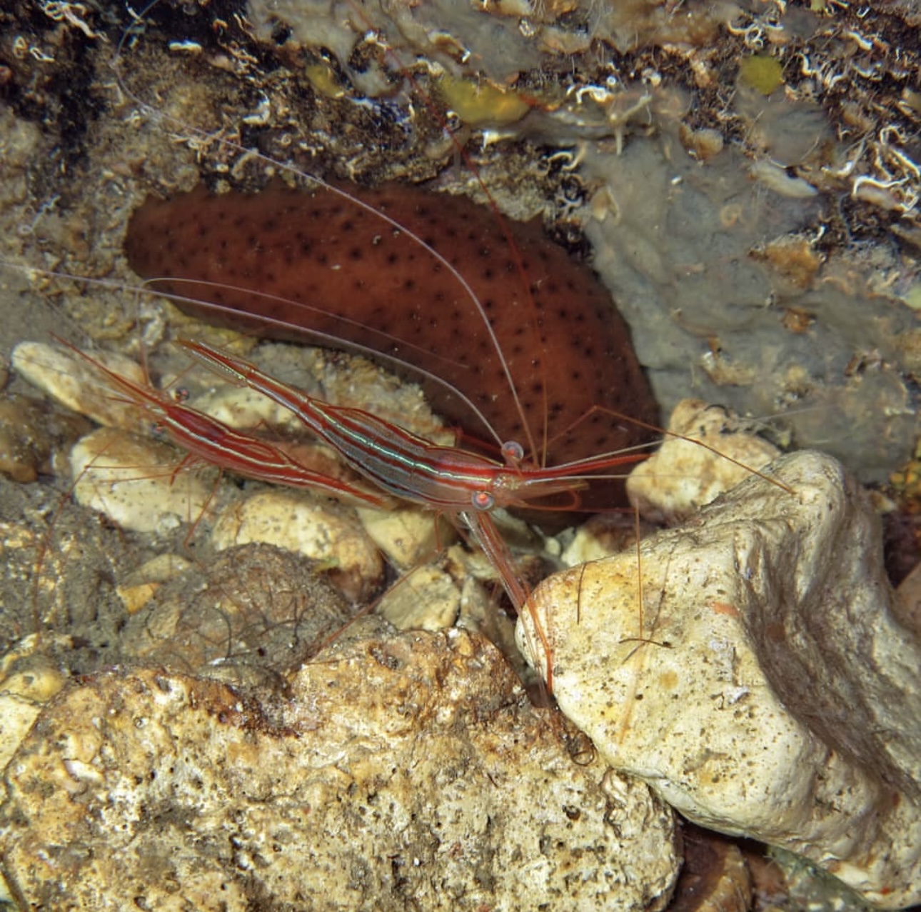 Elephant Reef photo 3