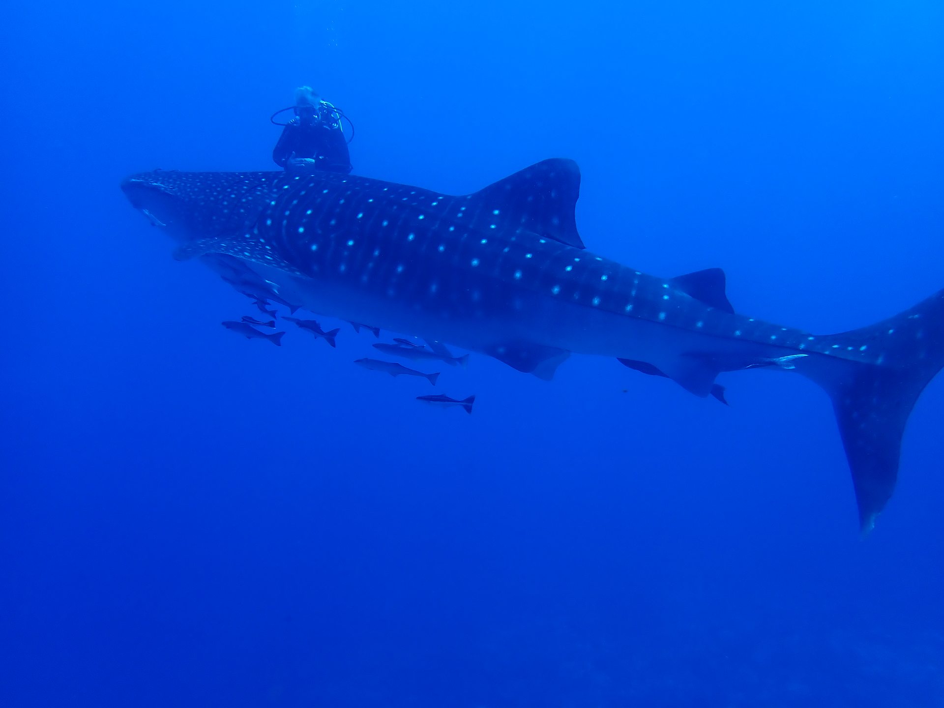 Racha Noi Island photo 5