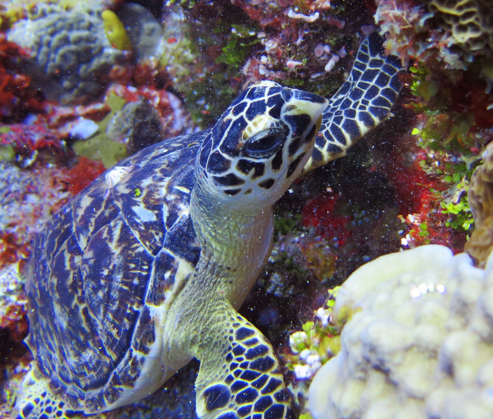 Paradise Reef photo 4