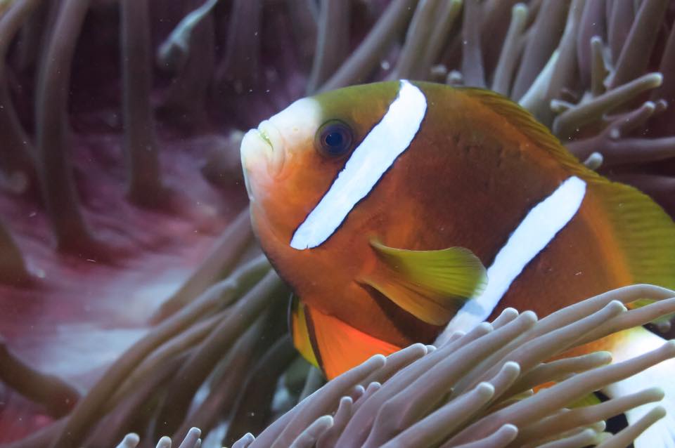Anemone Bay North Solitary Island