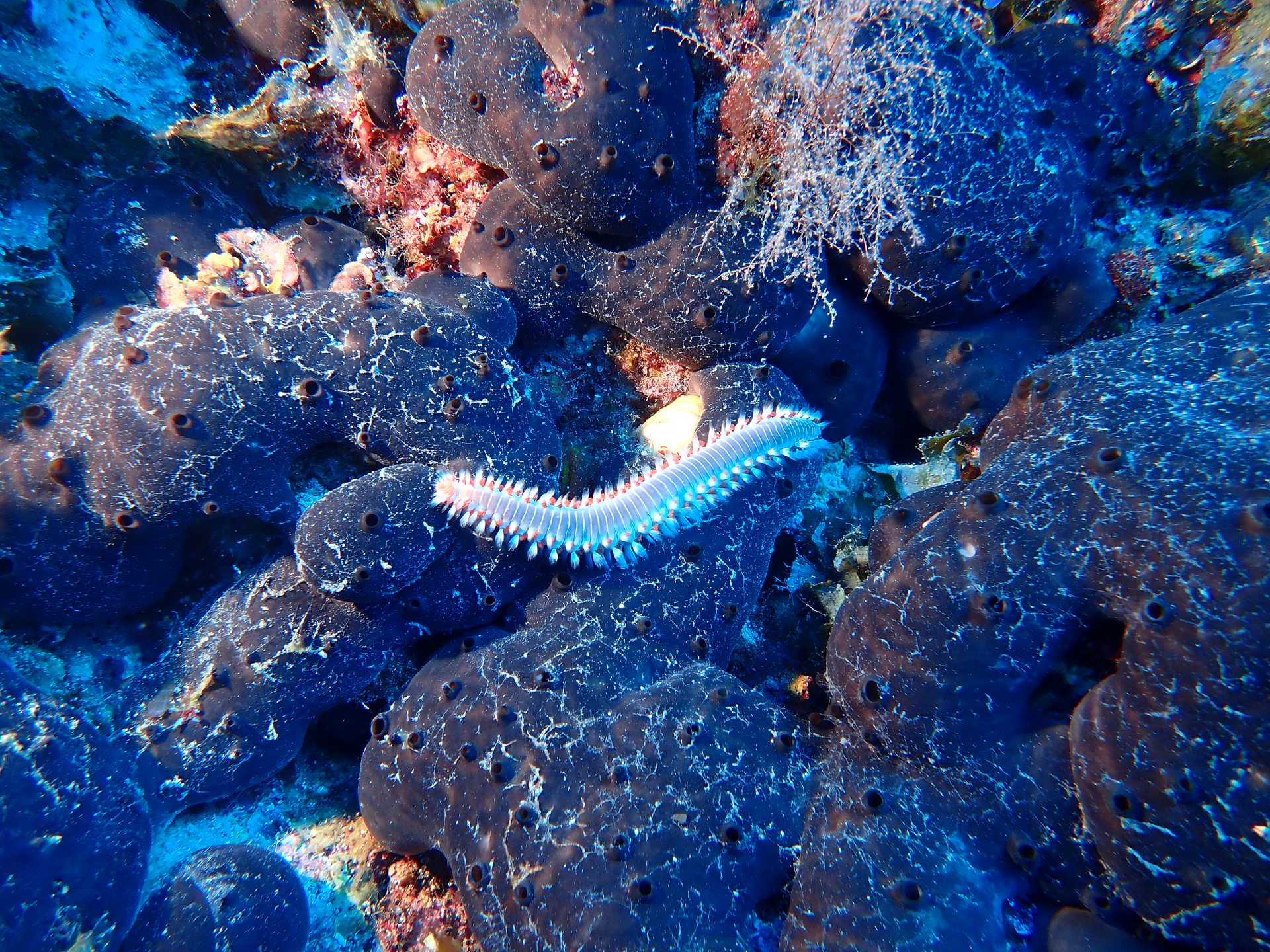 Pachia reef photo 17