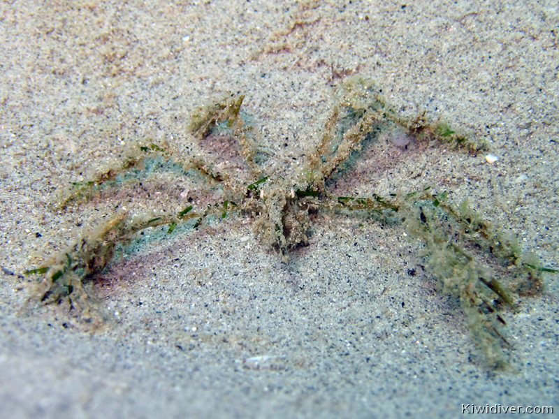 Kata Beach North photo 8