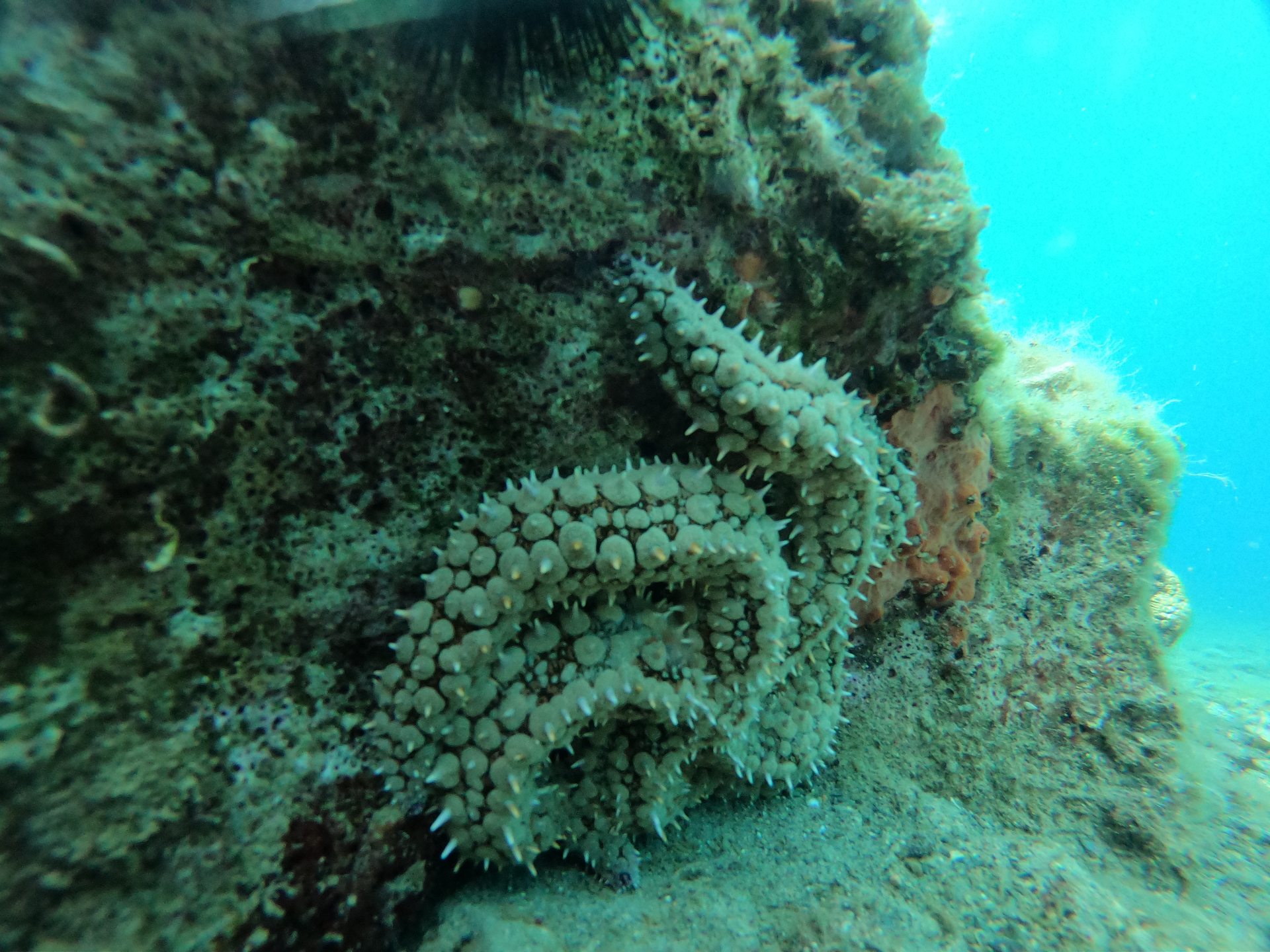 Ilia Evia Island photo 4