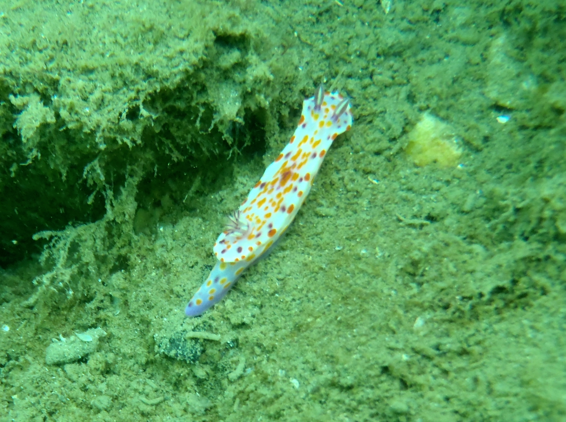 Lee Breakwater, Portland, Victoria, Australia photo 7