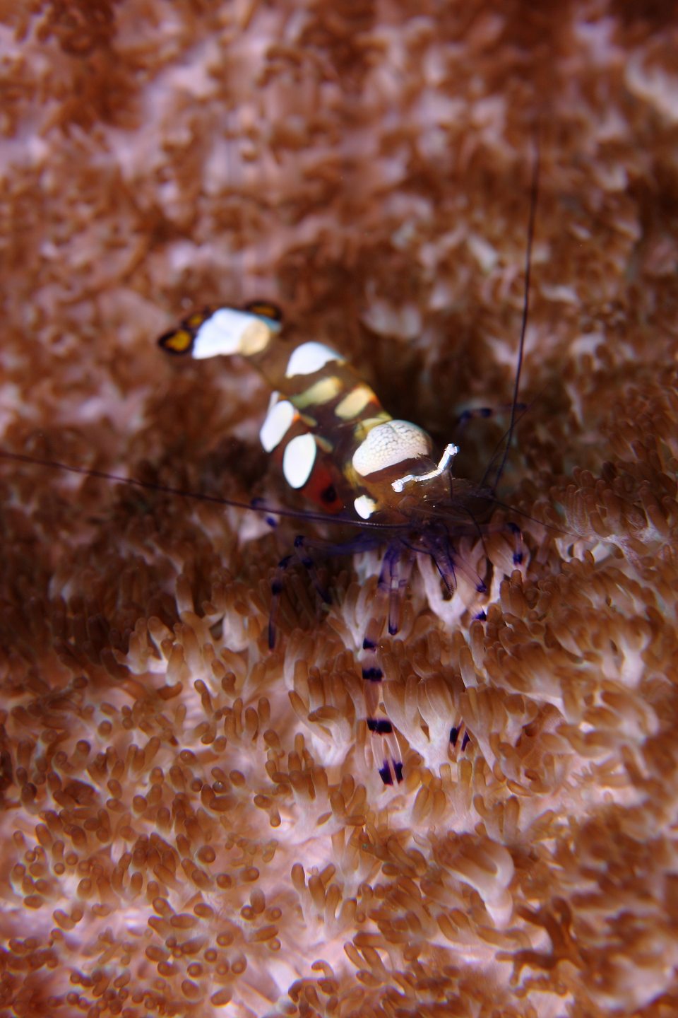 Bintang Reef, Pulau Seribu, Jakarta photo 3