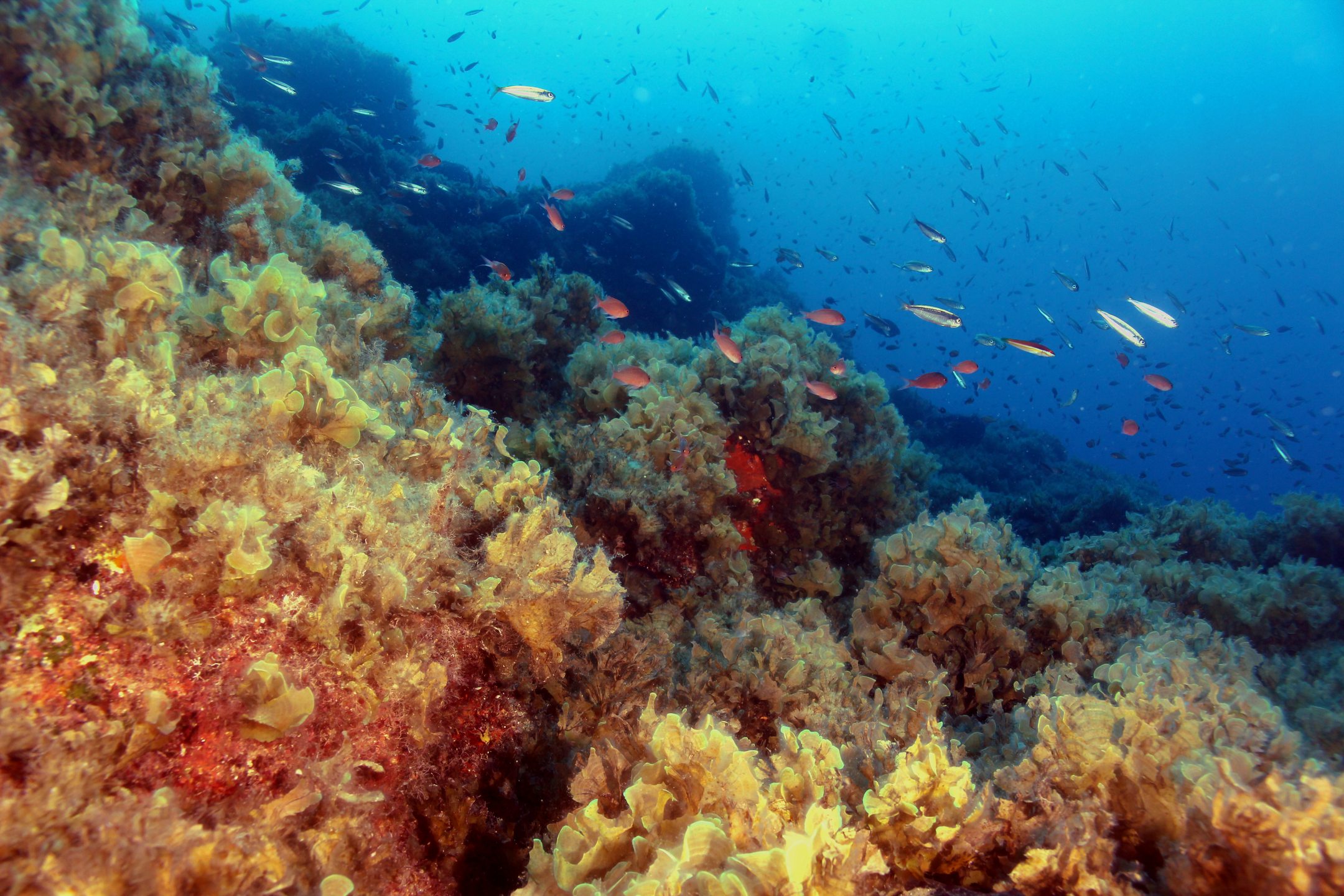 Pachia reef photo 4