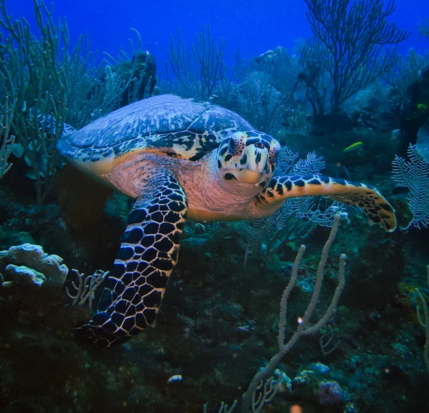 Akumal Bay Marine Park