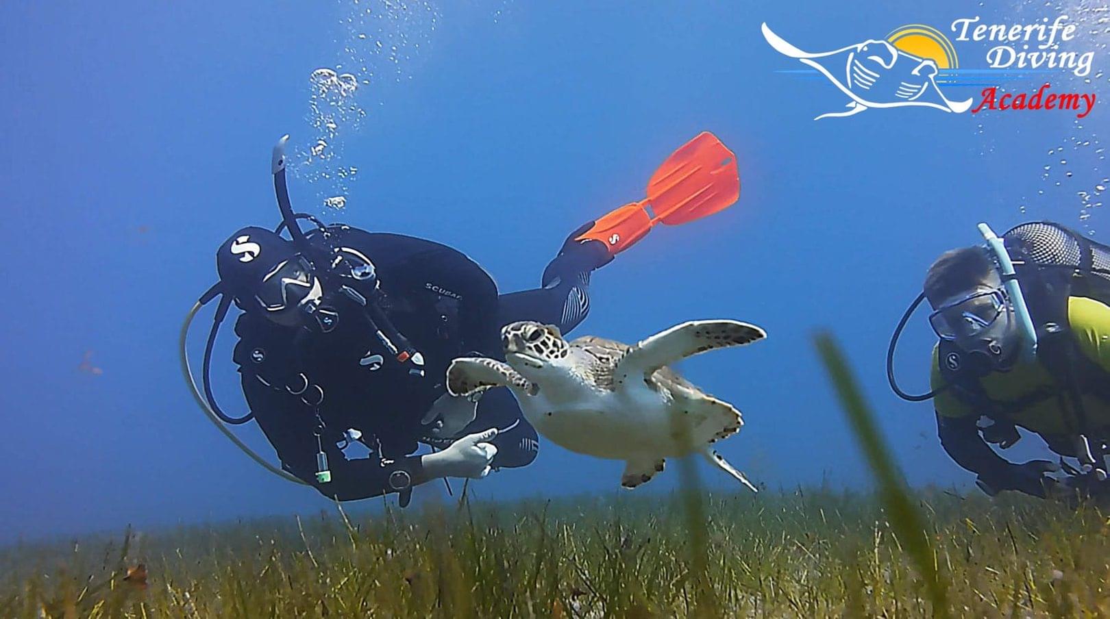 Turtle Viilage