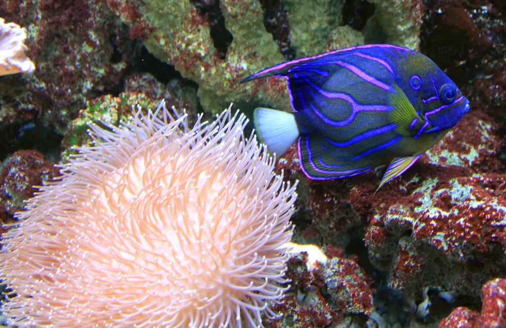 Chumphon Pinnacle photo 9
