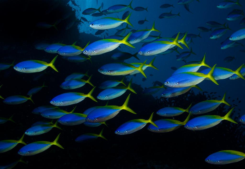 Chumphon Pinnacle photo 11