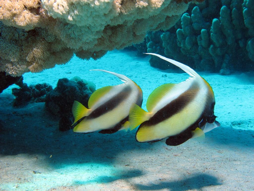 Turtle Point/ Turtle City photo 11