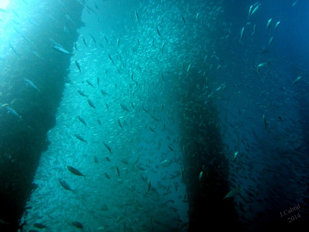 The Jetty
