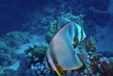 Shark Point photo 9