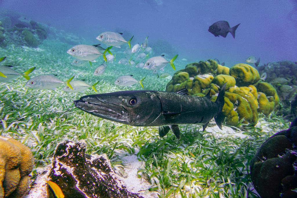 Shark Point photo 5