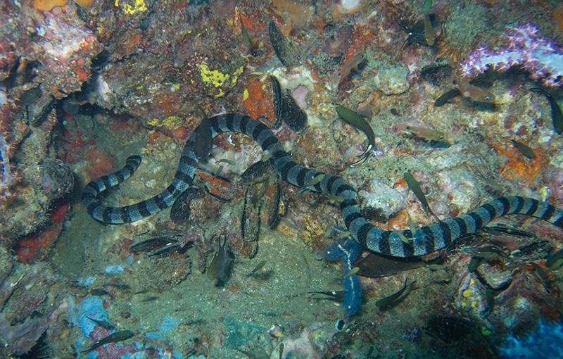 Shark Point photo 8