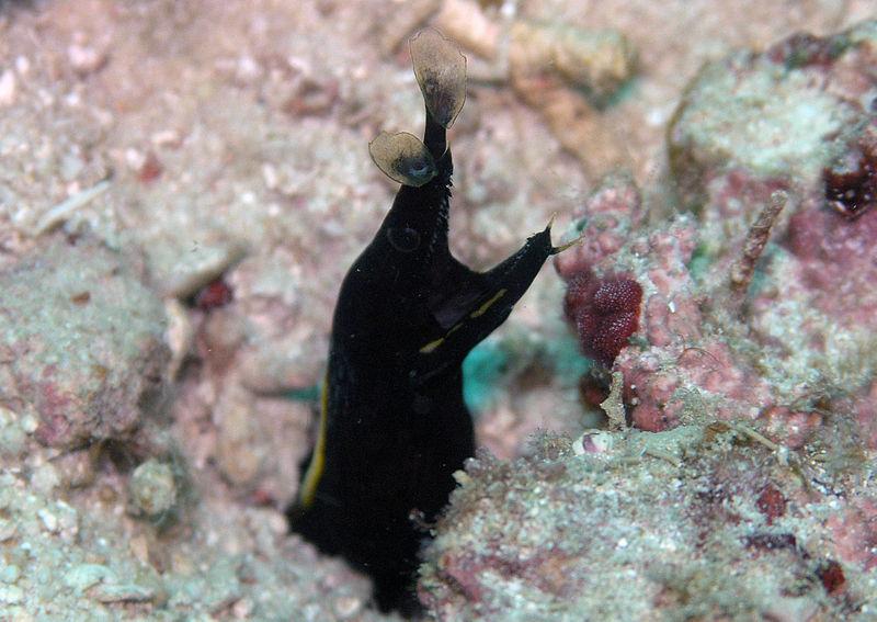 Torpedo Point photo 5