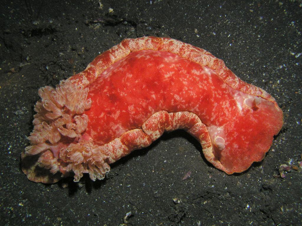 Coral Garden photo 11