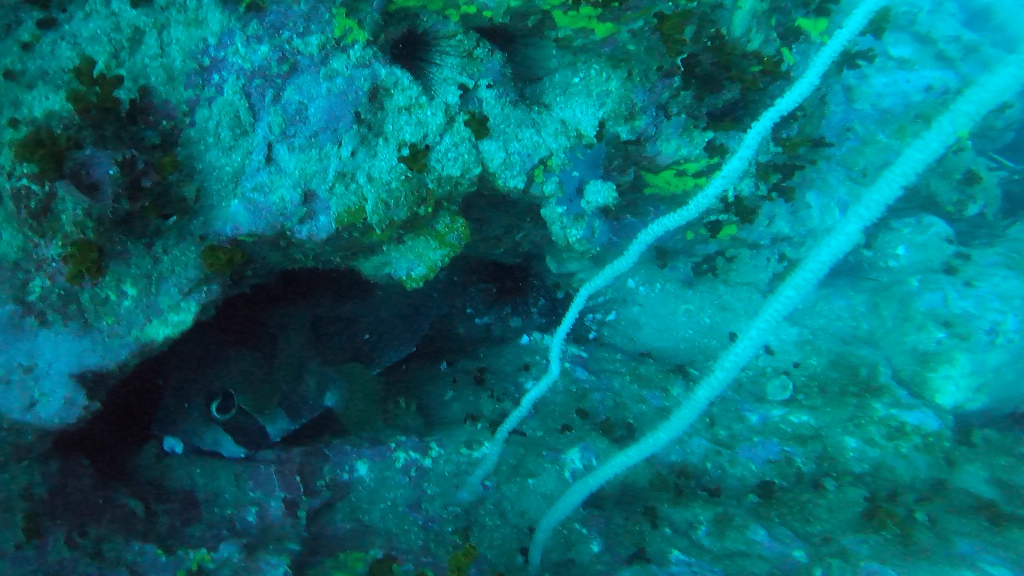 Chumphon Pinnacle photo 3