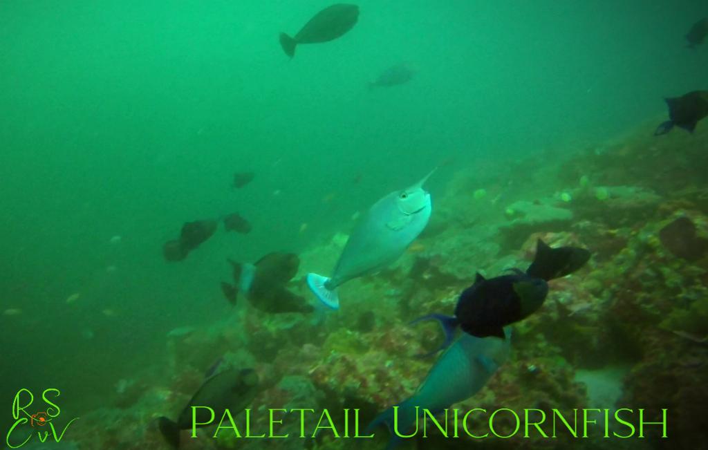 Manta Alley photo 4