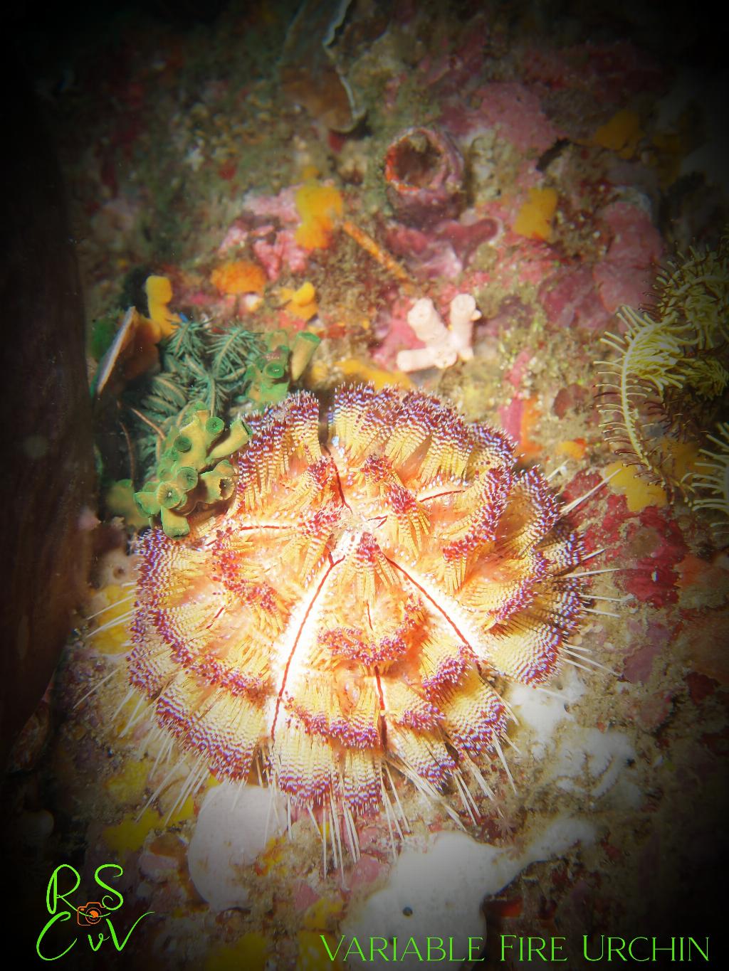 Cannibal Rock photo 2