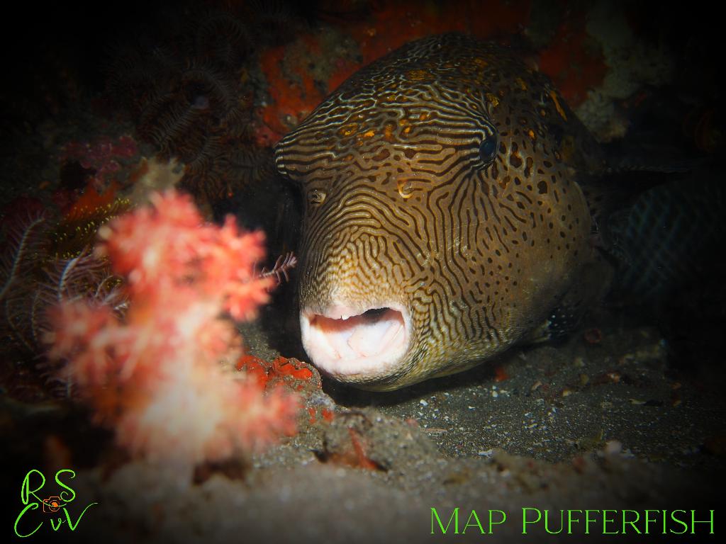 Torpedo Point photo 4