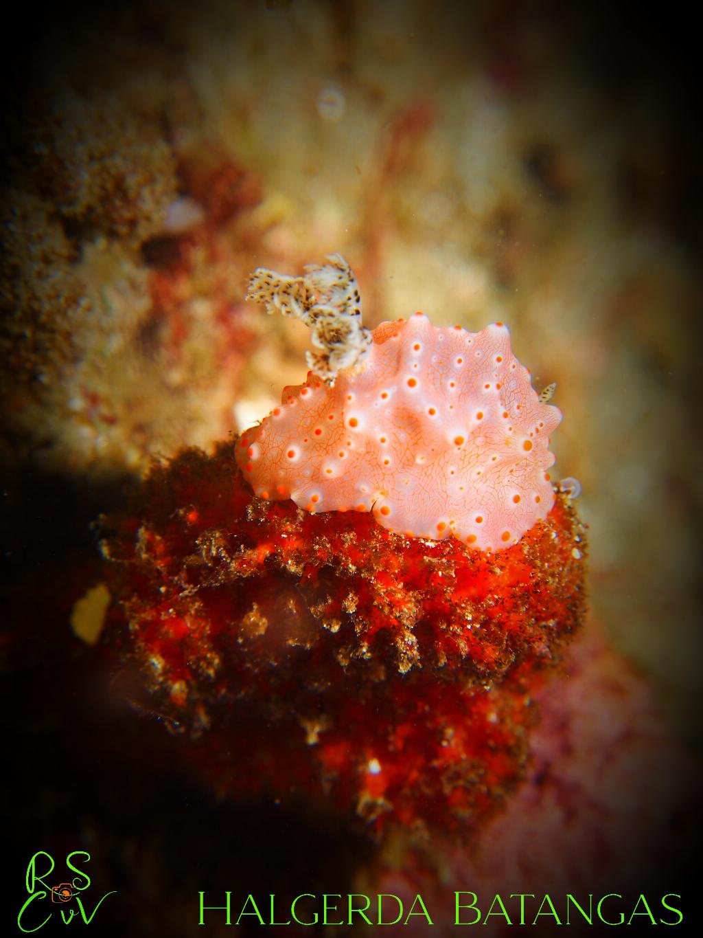 Torpedo Point photo 3