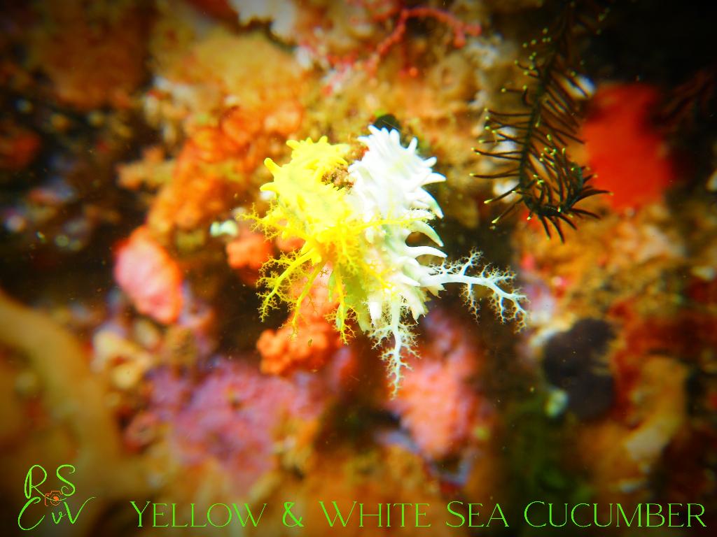 Yellow Wall Of Texas photo 3