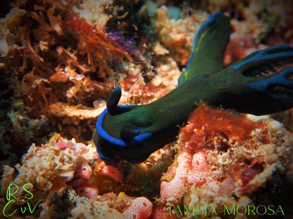 Gili Mimpang photo 2
