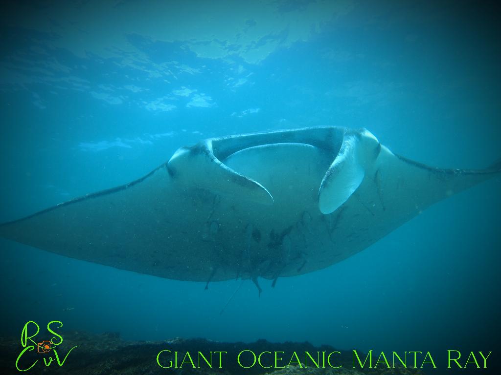Batu Lumbung (Manta Point)