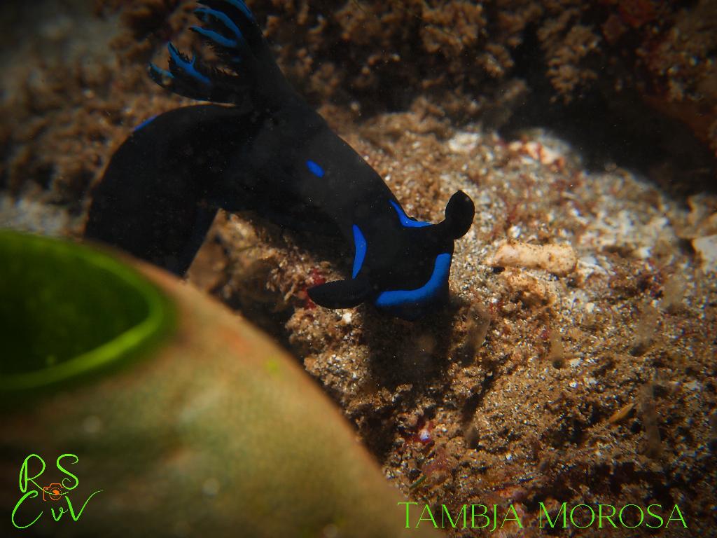 Gili Tepekong photo 2