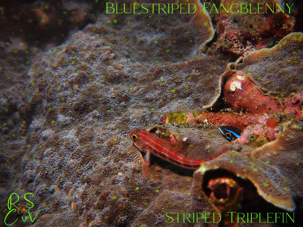 Gili Selang photo 3