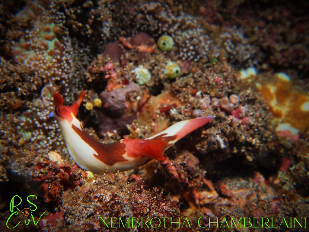 Gili Selang photo 4