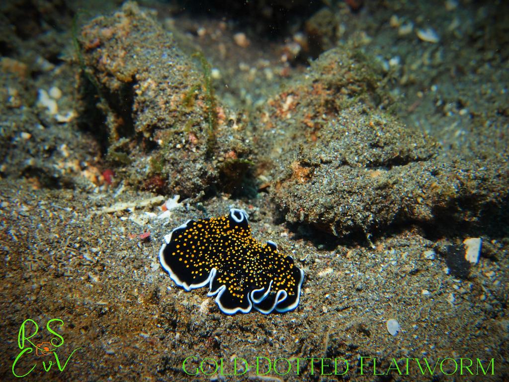 Javanese Ship Wreck photo 4