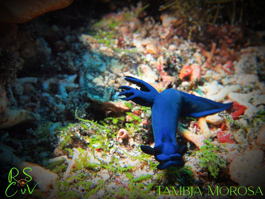 Gili Selang photo 2