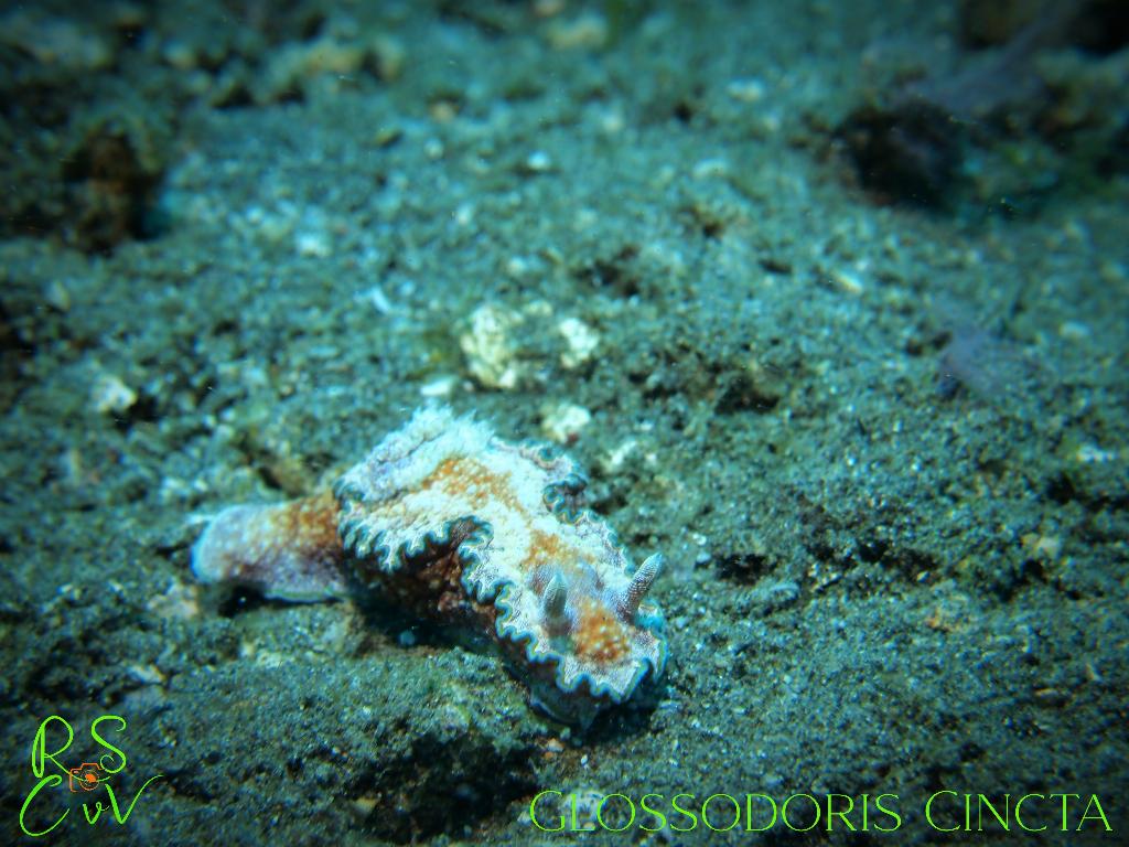 Javanese Ship Wreck photo 3