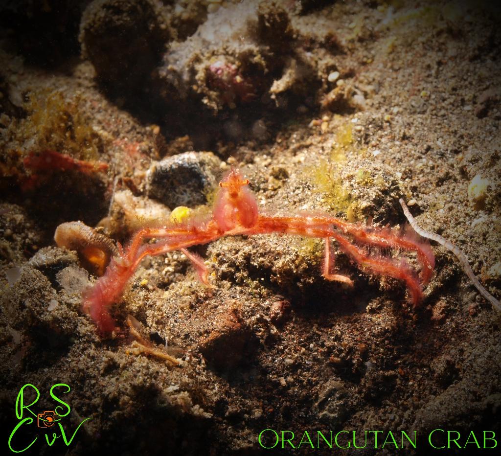 Coral Garden photo 4