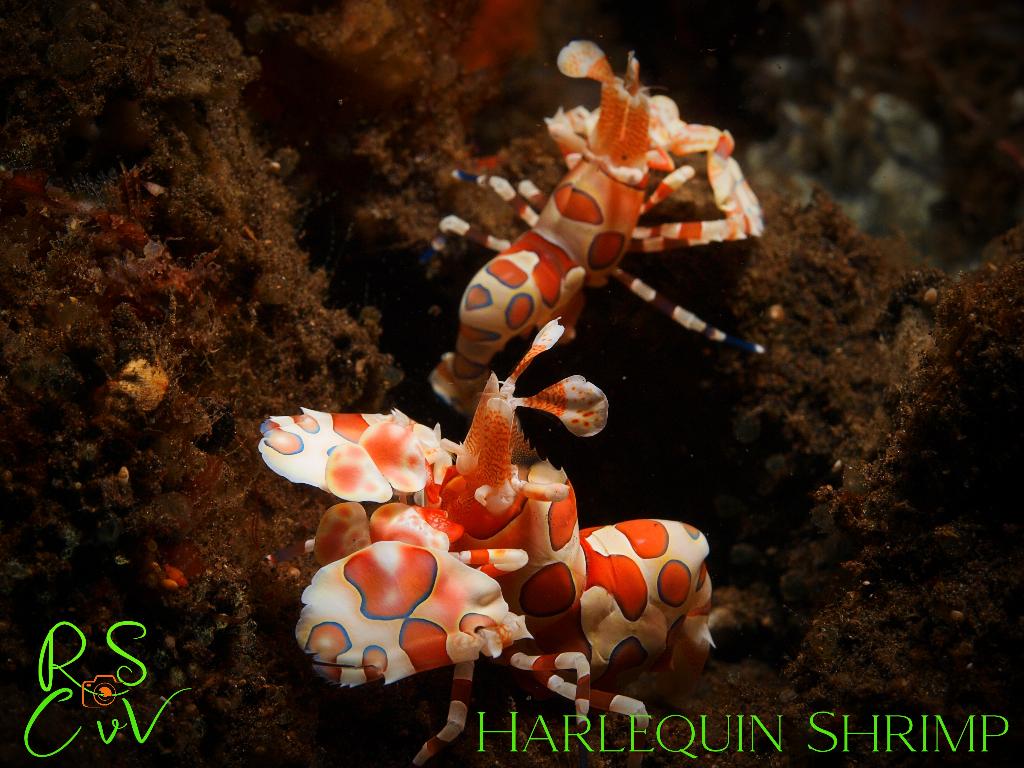 Coral Garden