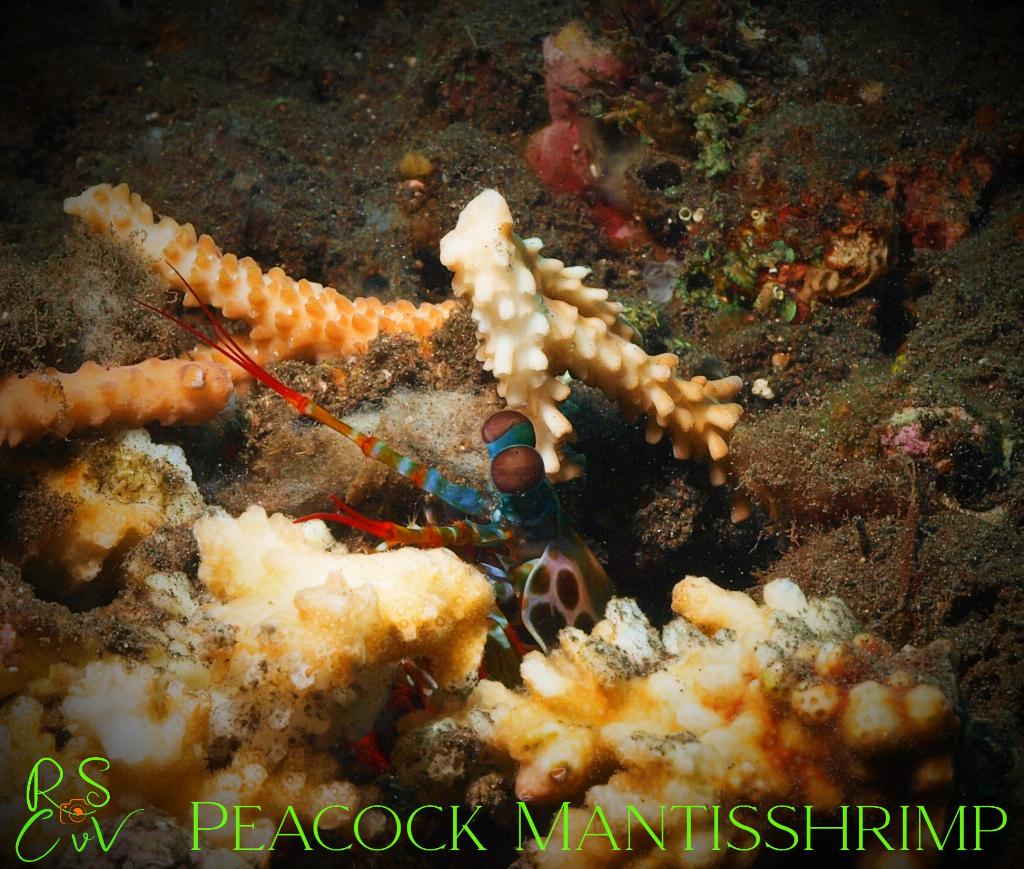 Coral Garden photo 2