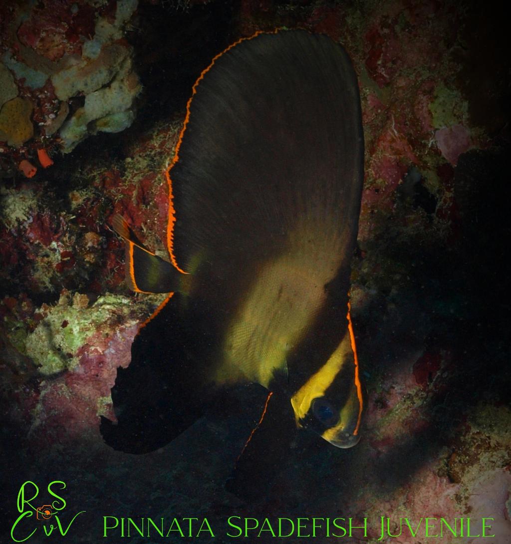 Anchor Wreck photo 3
