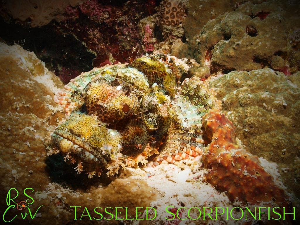 Anchor Wreck photo 2